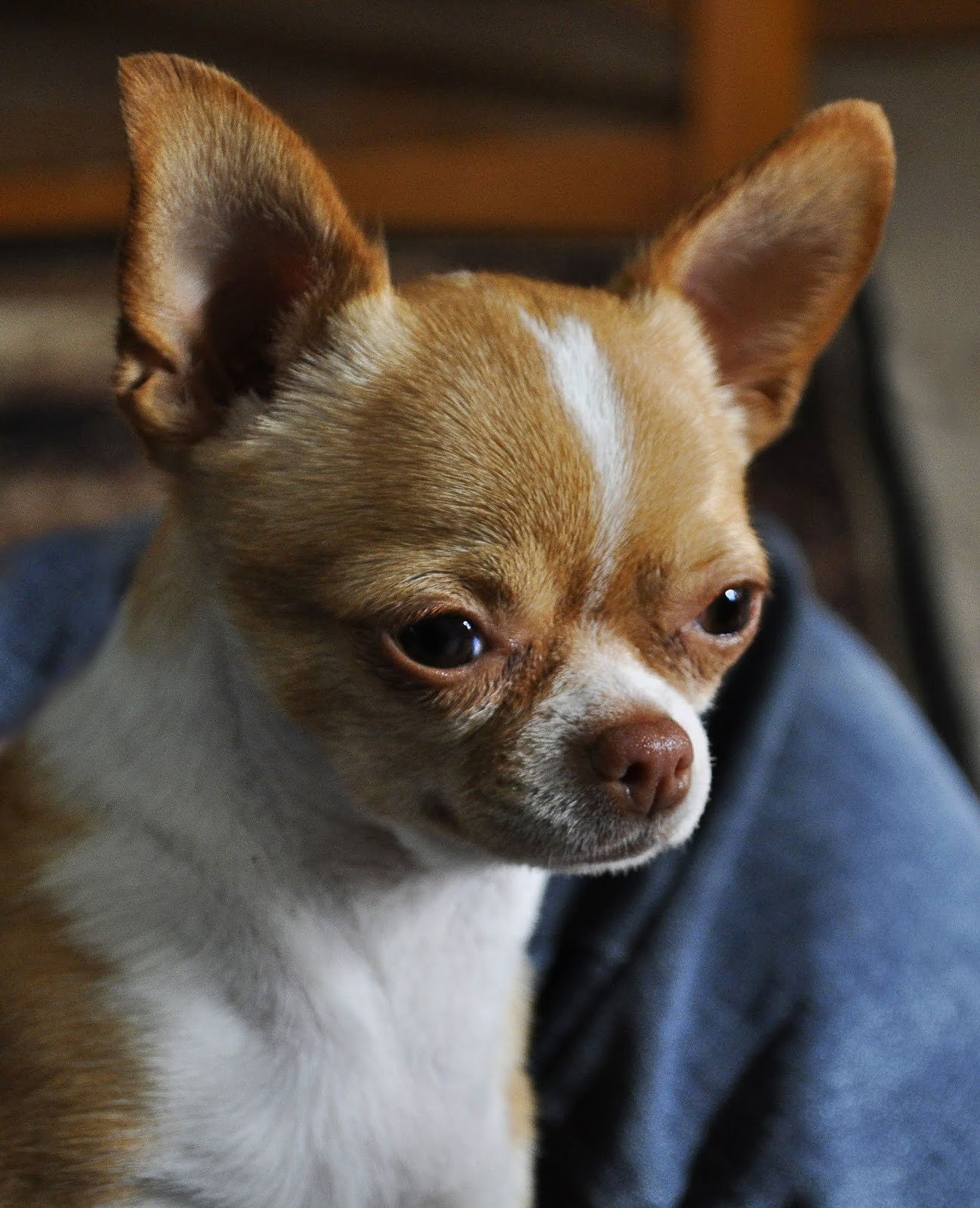 How to adopt a Chihuahua from Chihuahua Rescue Victoria Pets Lovers