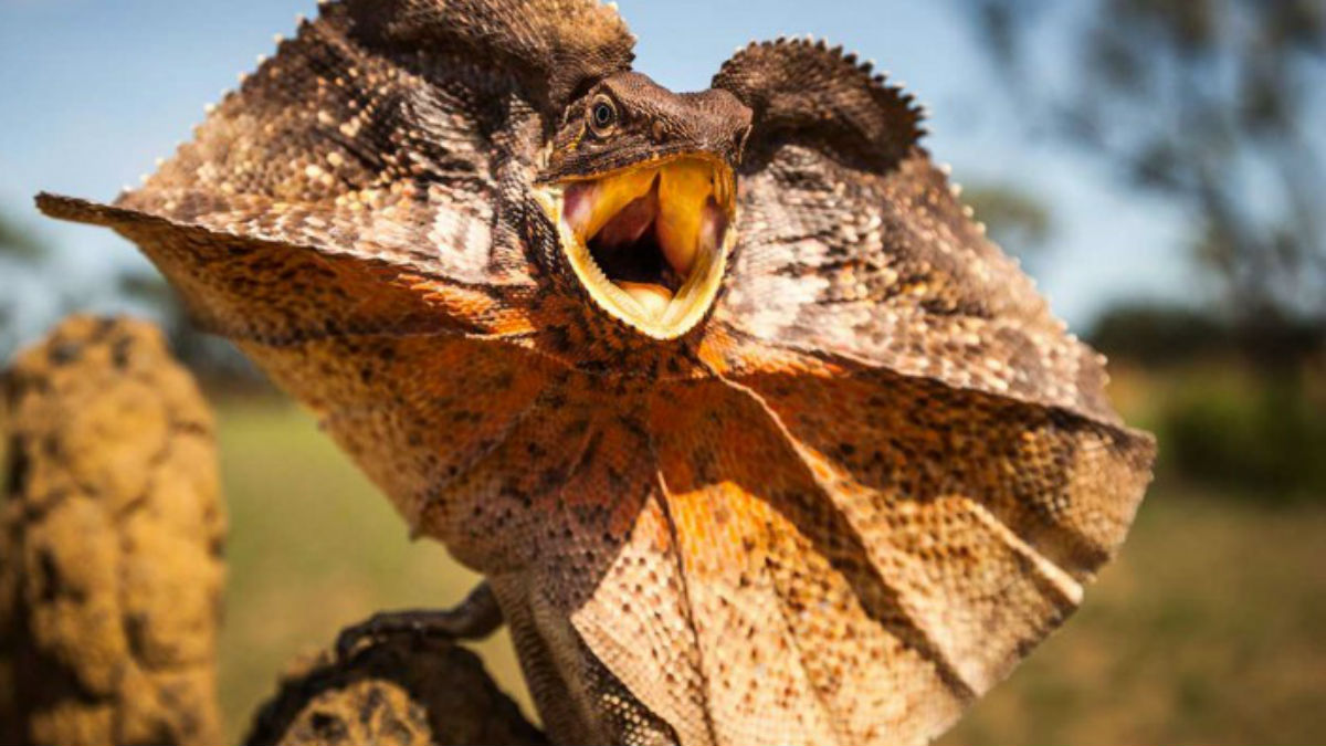 Frilledneck lizard fact, adaptations of Chlamydosaurus kingii Frilledneck lizard fact, adaptations of Chlamydosaurus kingii