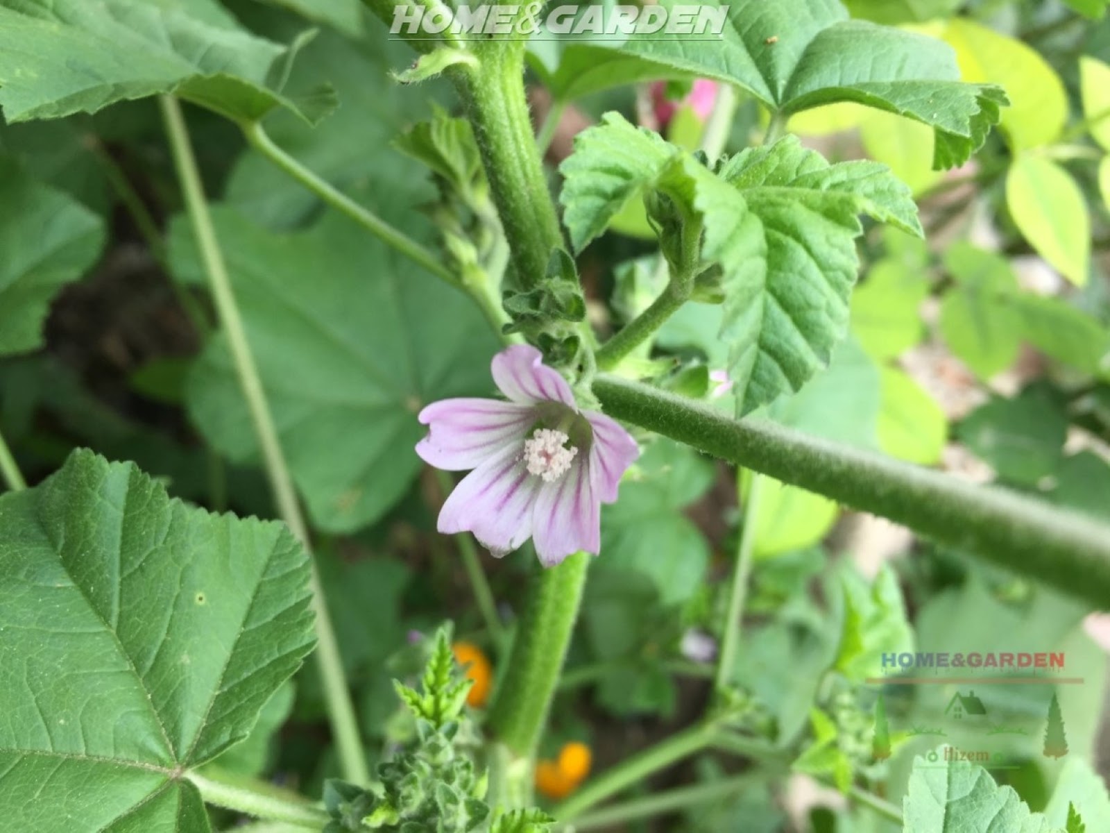 How to Grow Mallow