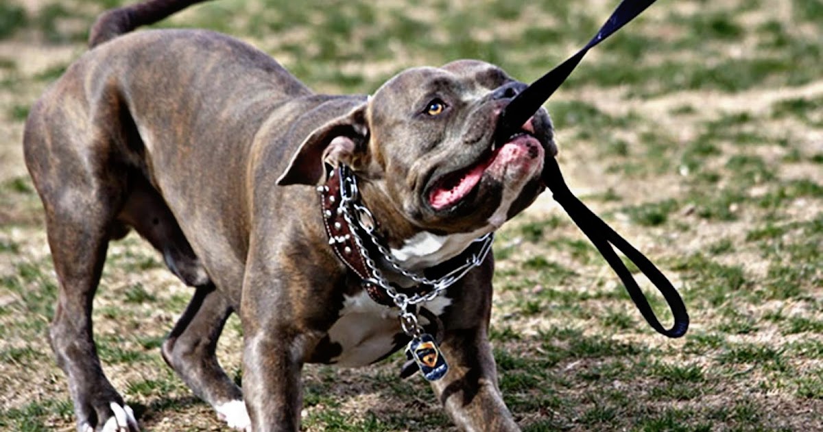 ALAHLAM Boyundan yapıştırma nefret köpekler