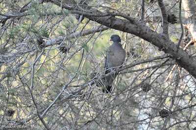 Tudó (Columba palumbus)