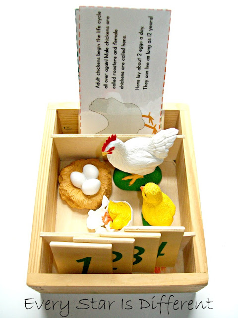 Life Cycle of a Chicken Activity for Kids
