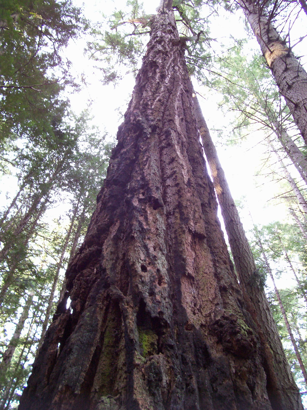 Vancouver Island Big Trees Victoria Region's Heritage Grove Trees