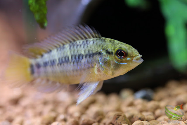 Apistogramma Pedunculata / Rio Caura