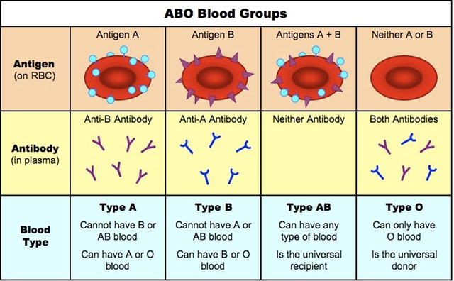 Abo blood group genetics Accept. opinion, abo blood group genetics