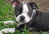 cute dogs pictures | cute puppy pictures | lovely cute dog pictures | best dogs pictures cute