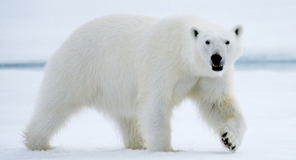 beruang kutub