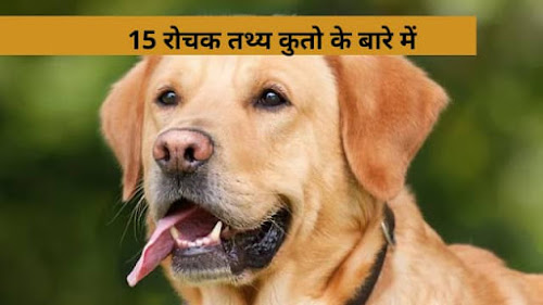 15 Interesting facts about dogs in hindi
