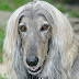 Hypoallergenic Dogs