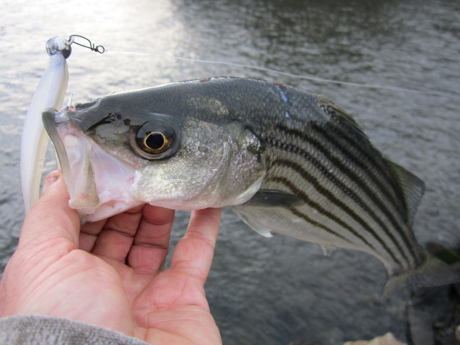Rhode Island Striped Bass Some of the Hottest Spring Schoolie Fishing