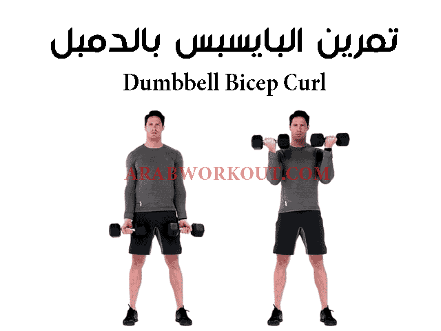 تمرين البايسبس بالدمبل تمرين البايسبس بالدمبل