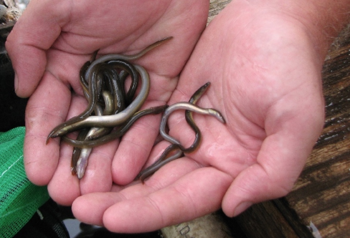 PA Environment Digest Blog American Eels To Be Reintroduced To
