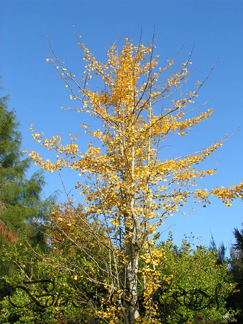 Botaniquarium - Ginkgo biloba autumn colour
