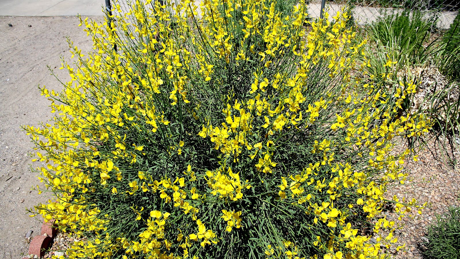 Genisteae Broom Flowers Flower Choices