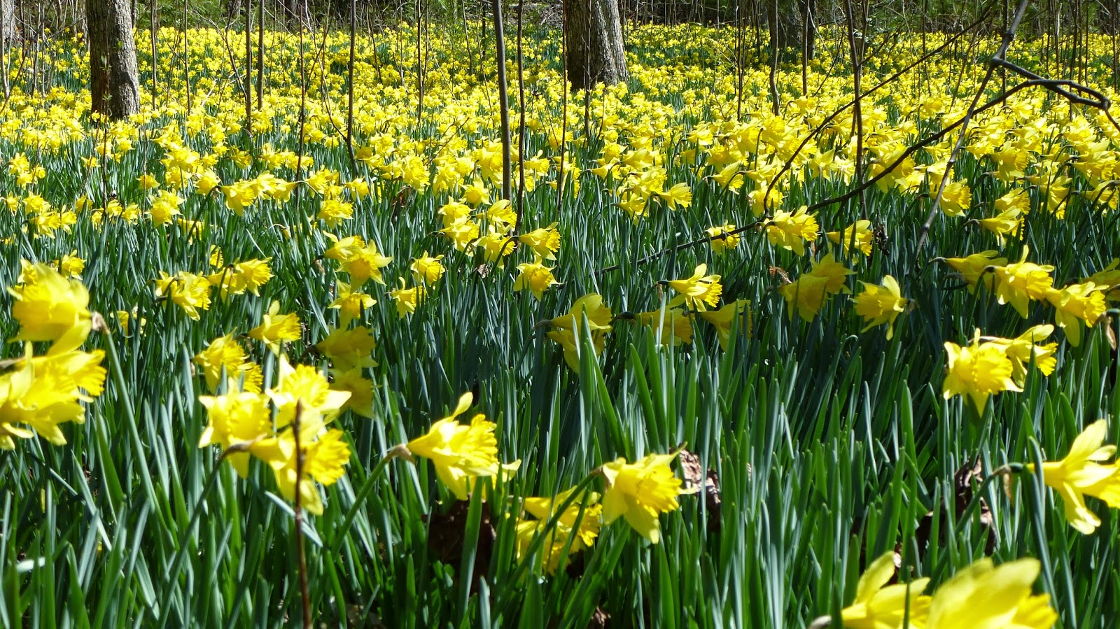 greenmon's folly Mar 21 Daffodil Flats