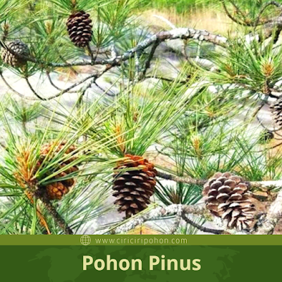 Ciri Ciri Pohon Pinus