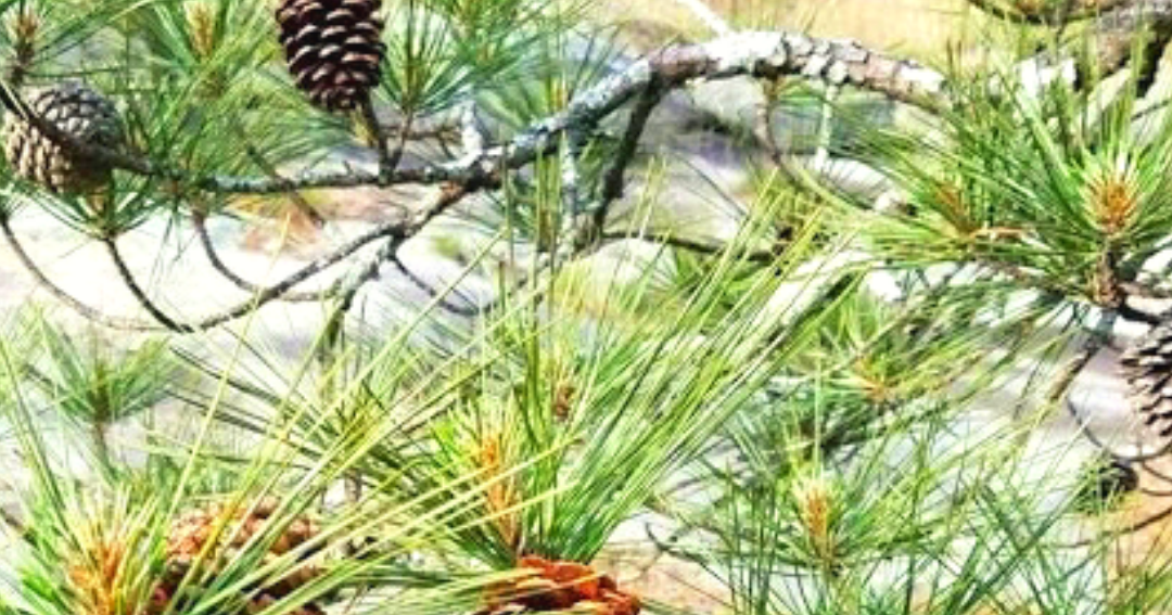  Pohon  Pinus  Taeda Sumber Kertas dan Calon Bahan Baku 