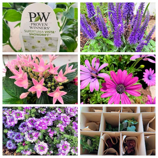 A GUIDE TO NORTHEASTERN GARDENING This Month in The Garden New