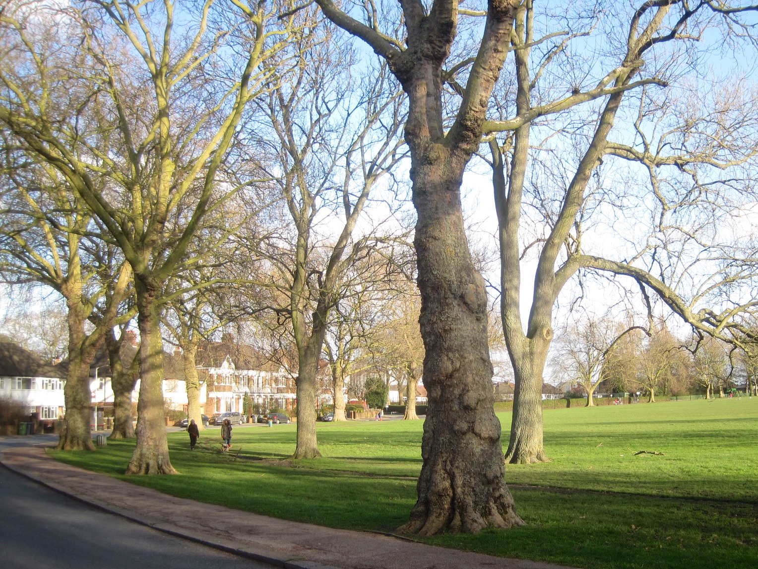 Street Trees for Living Species guidance