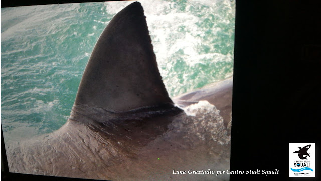 Pinna di squalo bianco -Sudafrica -foto di LUNA GRAZIADIO per CSS