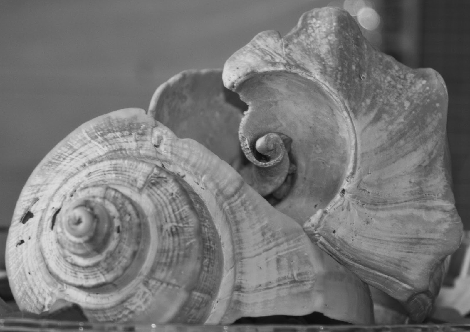 Outer/Inner Banks Paradise Photography: Lorri Lee Chambers: The Elusive ...