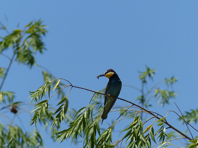 Abejaruco en las orillas el Arroyo Santa María .