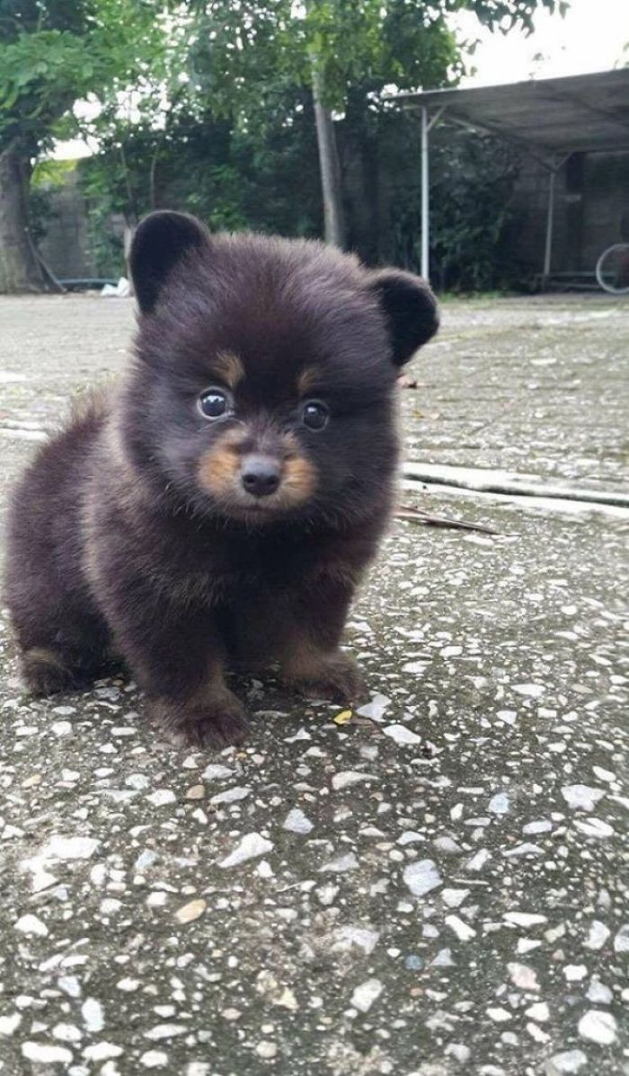 20 Adorable Puppies That Melted Our Hearts