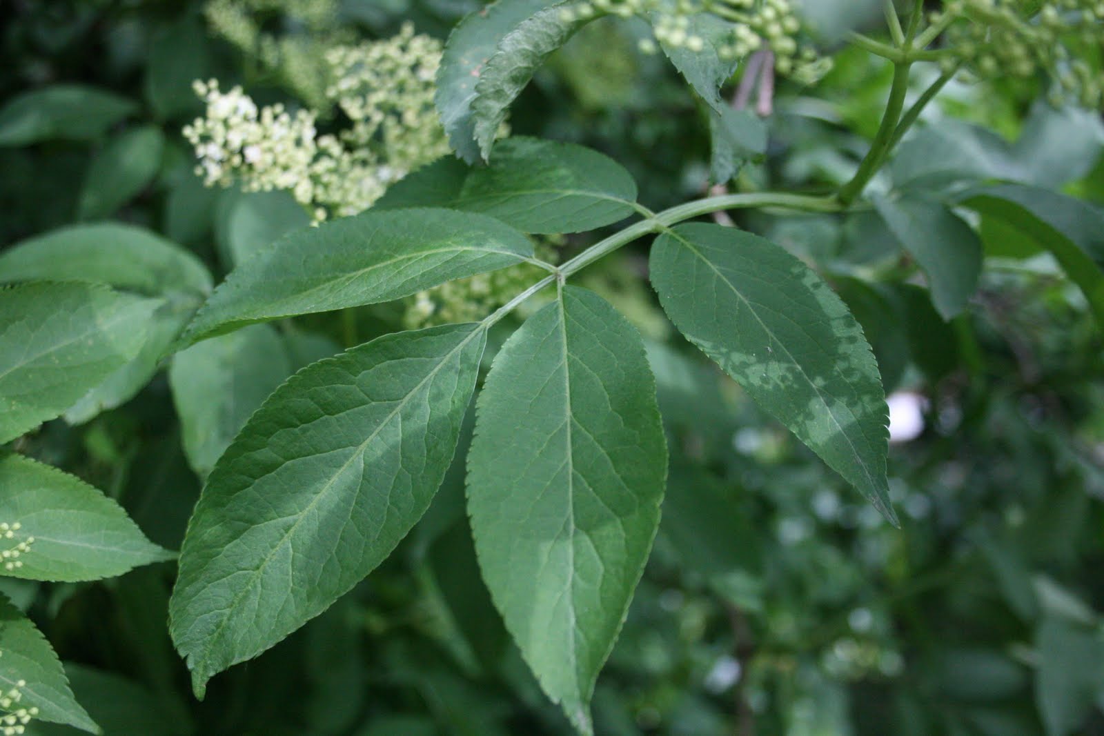 nature-in-london-elder-sambucus-nigra