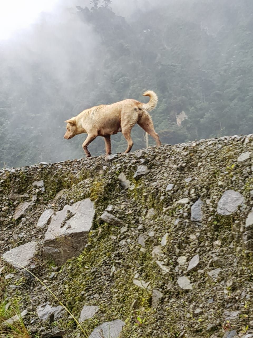 Tentang Dingo Singing Dog Anjing Misterius Penjaga Puncak Carstensz