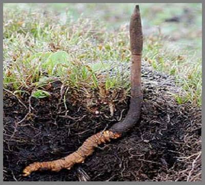 यारसा गम्बू या कीड़ा जड़ी का परिचय और औषधीय उपयोग,Caterpillar Fungus,Yarsagumba,Himalayan Viagra