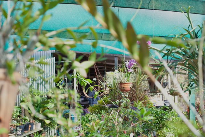 bush house greenhouse