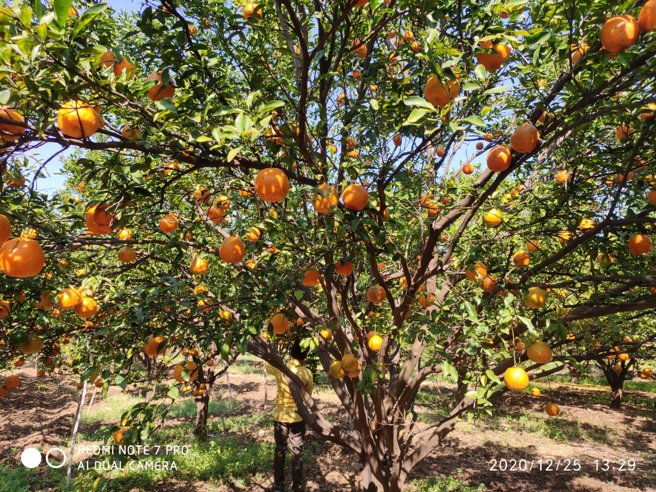 Order Nagpur Oranges Directly Form Farms at 12rs