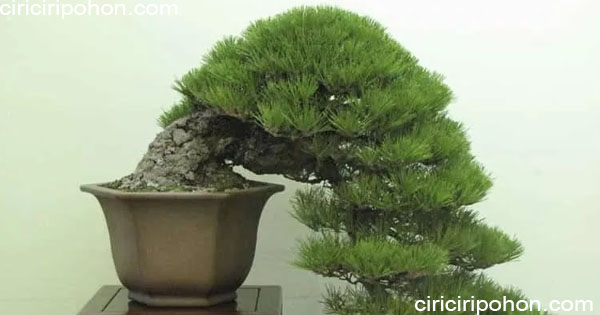 ciri ciri pohon pinus bonsai