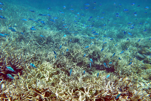 Meer blau Fische Heron Island Insel