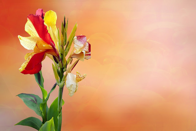 pink and yellow canna flower image pink and yellow canna flower image