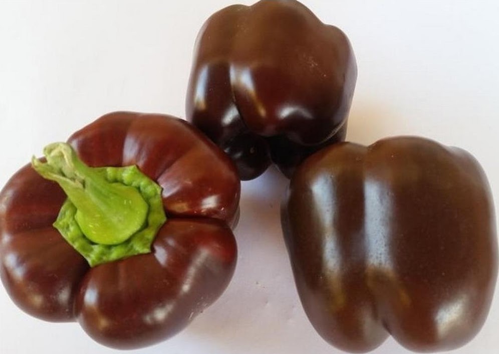 Bibit Benih Biji Paprika Coklat Chocolate Bell Pepper Isi 10 Biji Sulawesi Selatan