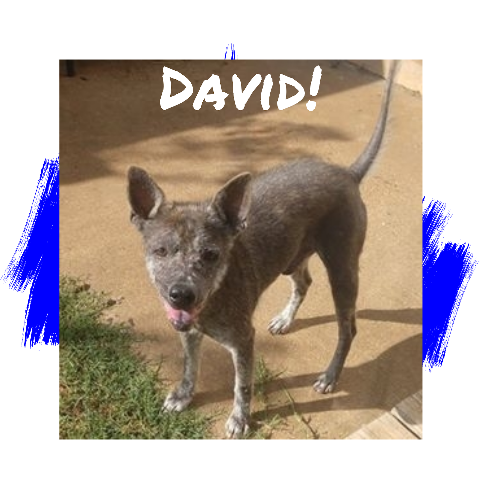 healing hearts animal rescue group