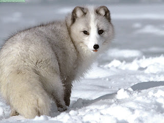arctic fox wild animal wallpaper