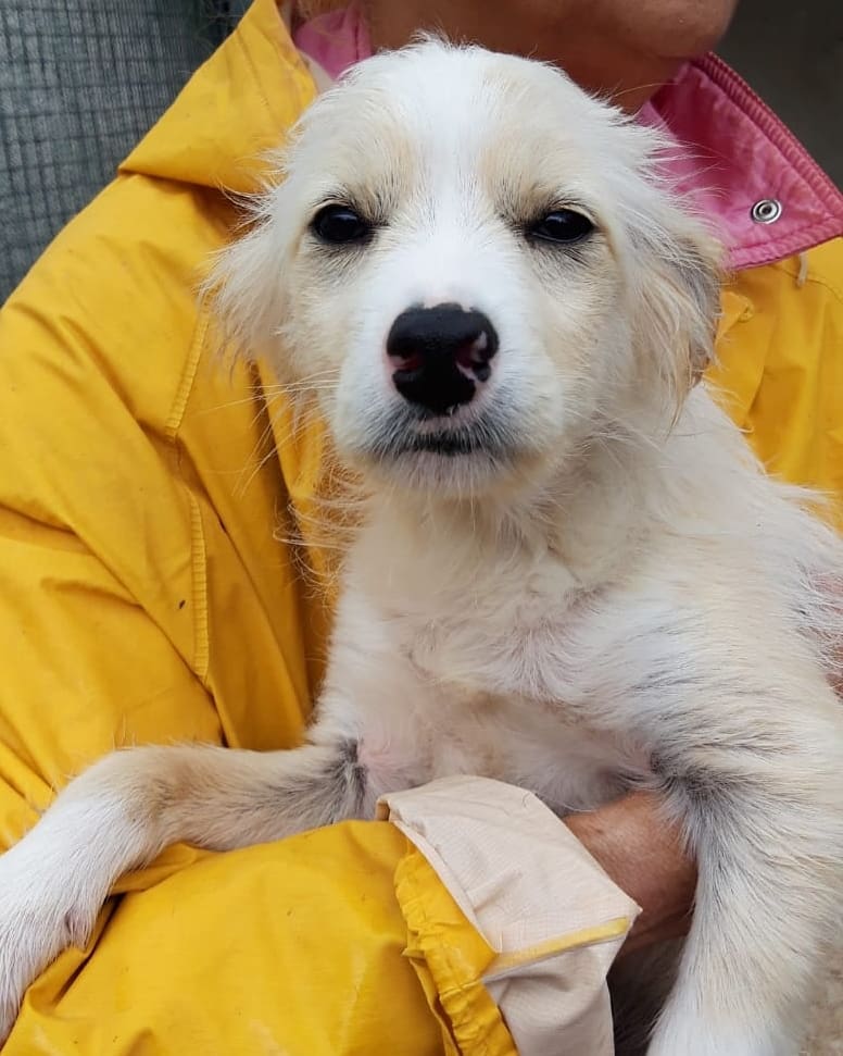 Associazione Amici Del Cane Di Latina