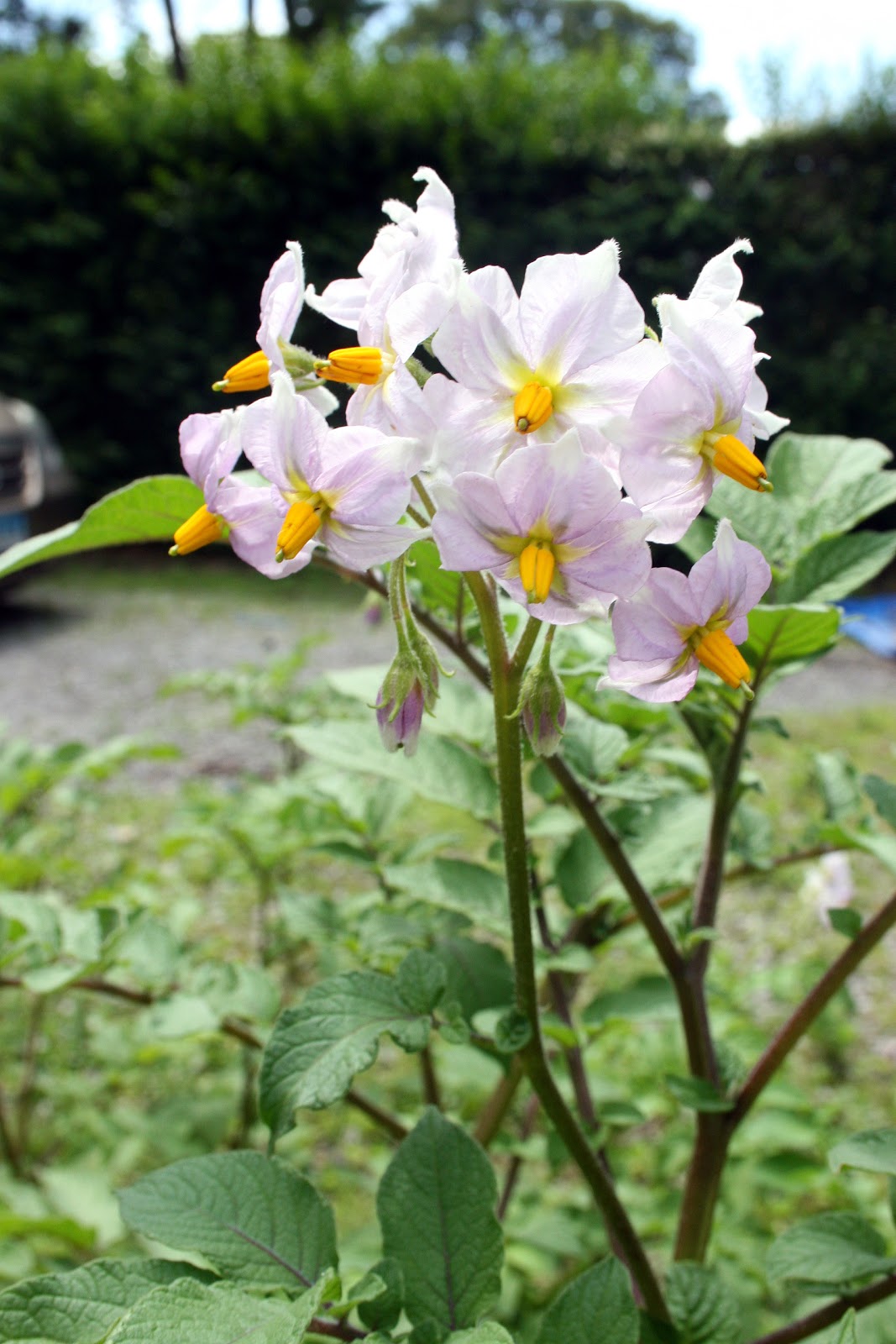 Twinkling Along Potato Blossom Queen