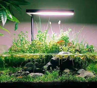 Sunlight for aquatic plants, lighting for aquatic plants, Aquatic plants need