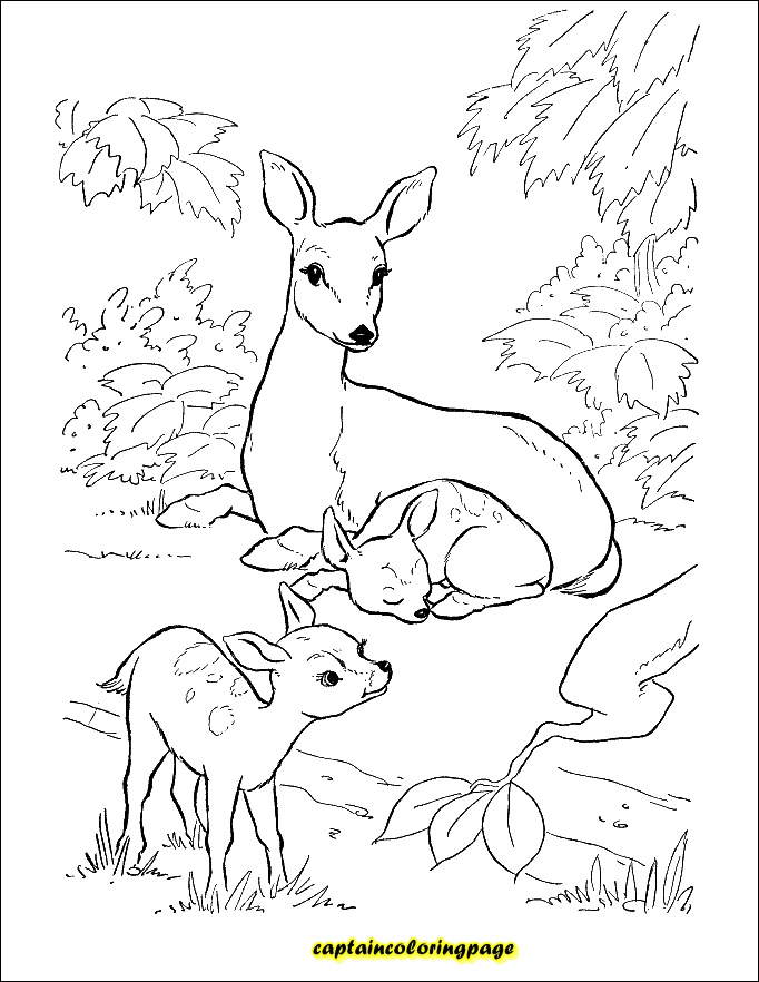 Animals Coloring Sheets Pdf