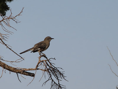 , Mesquite Hugger: A few old friends and a new bird digs