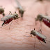 5 πανεύκολοι τρόποι να κερδίσεις για τα καλά την αιώνια μάχη με τα κουνούπια!