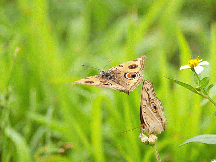 Ryukyu Life Motion GIF Peacock Pansy Butterflies