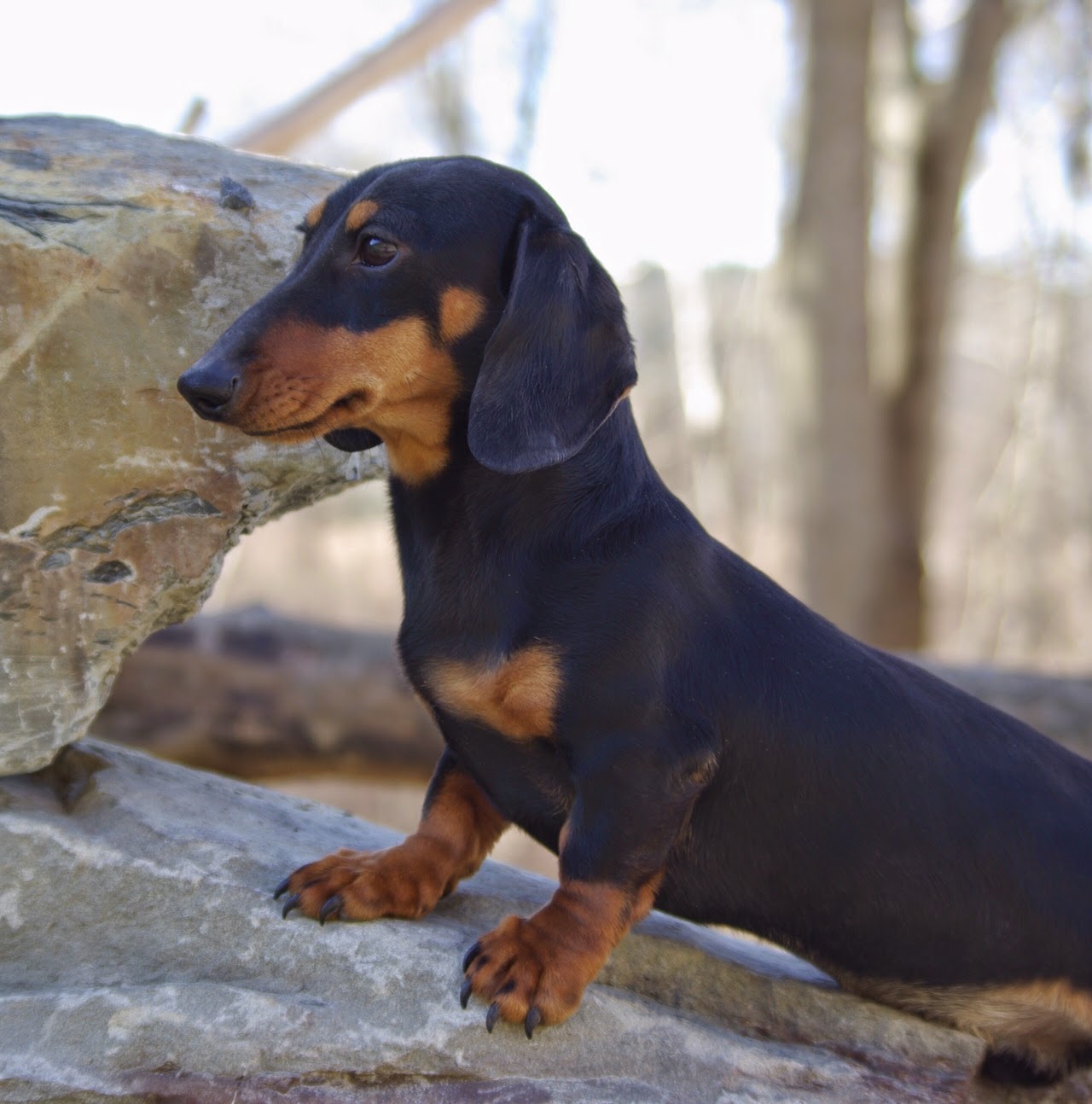 Snickers ~ Reevesdachs Miniature Dachshunds