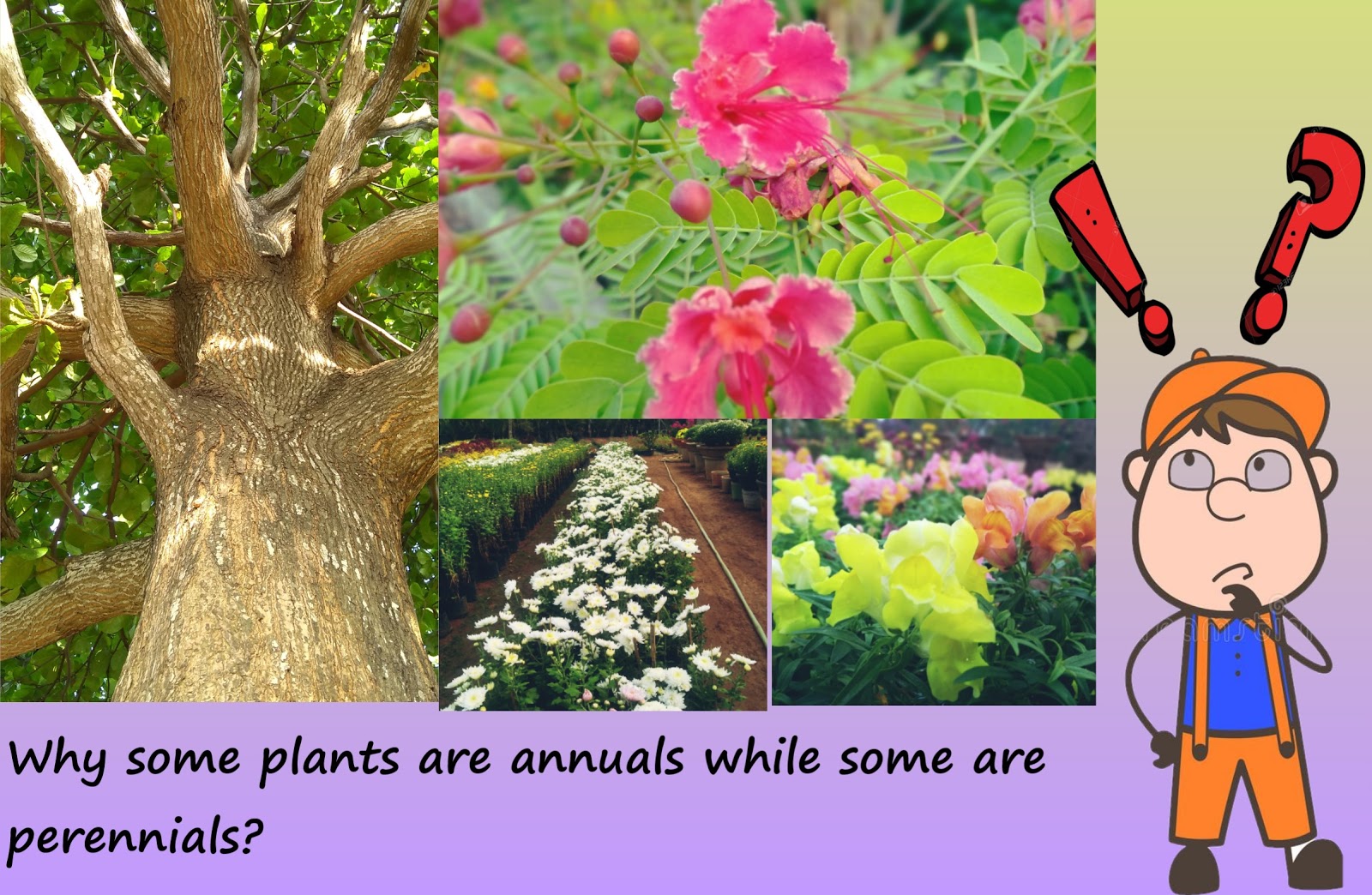 چرا برخی از گیاهان یک ساله هستند در حالی که برخی دیگر چند ساله هستند؟
