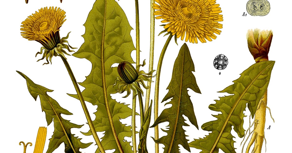 Show 45: Preparedness and the Dandelion Family of Herbs