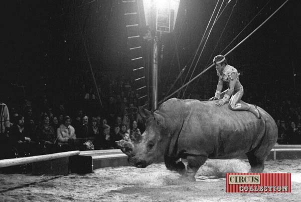 Rolf Knie junior sur le dos du rhinocéros Zeila