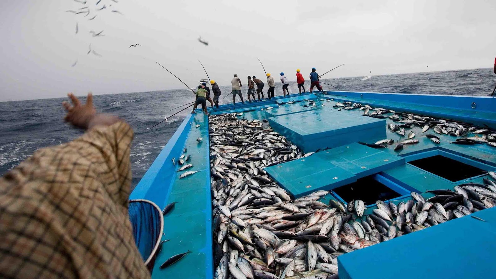 5 Things That Will Make You Appreciate Tuna From The Maldives